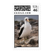 Studied Gaze postage