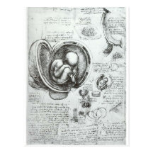 Studies of embryos post card