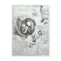 Studies of embryos post card