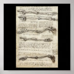 Studies of the Arm by Leonardo Da Vinci c. 1510 posters
