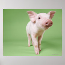 Studio Cut Out of a Piglet Standing Poster