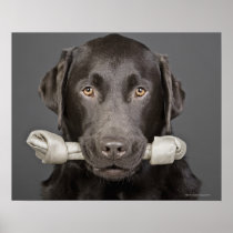 Studio portrait of chocolate labrador carrying posters