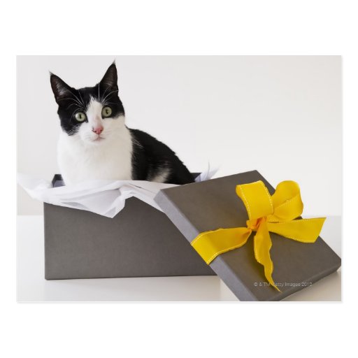 Studio shot of black and white cat in gift box postcard