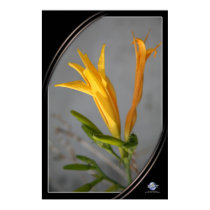 STUDY IN BEAUTY 1  posters