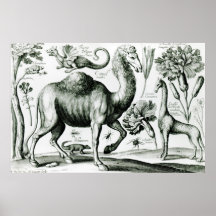 Study of Animals and Flowers, engraved Print