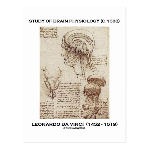 Study Of Brain Physiology (Leonardo da Vinci 1508) Postcard Zazzle