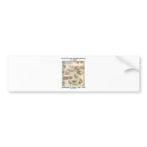 Study Of Cats & Other Animals (Leonardo da Vinci) Bumper Sticker