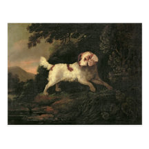 Study of Clumber Spaniel Postcard