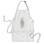Study of David-Raphael apron