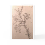 Study of lilies greeting cards
