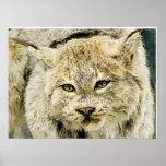 Stuffed Bobcat Closeup Poster