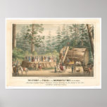 Stump of the Mammoth Tree of Calaveras (0977A) Print