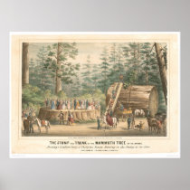 Stump of the Mammoth Tree of Calaveras (0977A) Print