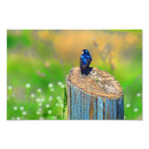 Stump Sitter Photo/Print