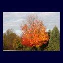 Stunning Autumn Color posters