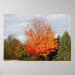 Stunning Autumn Color Print