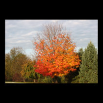 Stunning Autumn Color posters