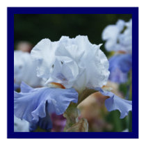 Stunning Blue and White Iris Posters