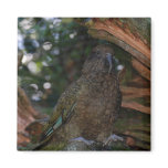 Stunning Brown Kea Parrot On The Rock Fridge Magnets
