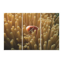 Stunning Clownfish Canvas Print