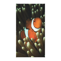 Stunning Clownfish Stretched Canvas Print