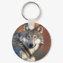 Stunning gray wolf keychains