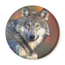Stunning gray wolf magnets