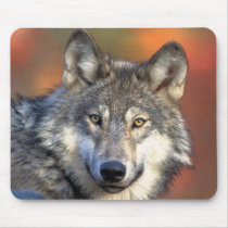 Stunning gray wolf mousepads