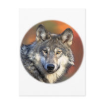 Stunning gray wolf postcards by animalwhimsy Stunning gray wolf postcards