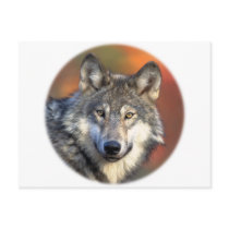 Stunning gray wolf postcards by animalwhimsy Stunning gray wolf postcards
