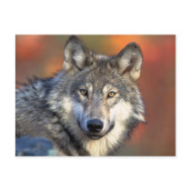 Stunning gray wolf postcards by animalwhimsy Stunning gray wolf postcards
