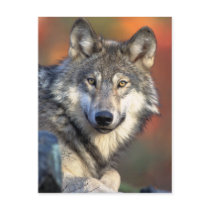 Stunning gray wolf postcards by animalwhimsy Stunning gray wolf postcards