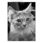 stunning kitten greeting card cards