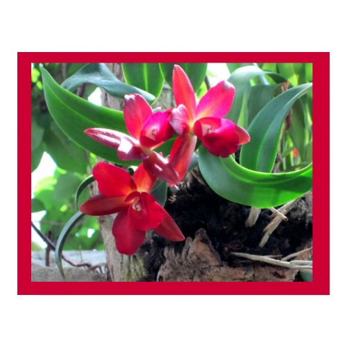 Stunning Maroon Orchids print