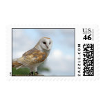 stunning owl stamps