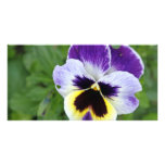 stunning pansy flower photo cards