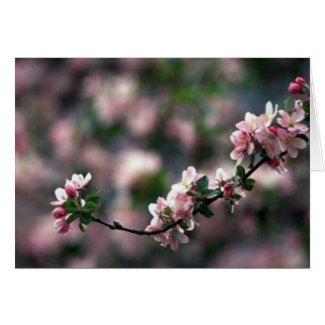 Stunning Pink Cherry Blossoms Greeting Card