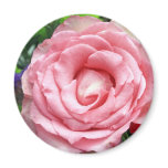 stunning pink rose magnet magnets