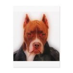 Stunning Pit Post Cards