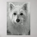 Stunning West Highland Terrier Dog (Westie) Poster posters