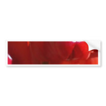Sturt Desert Pea Flower bumper stickers