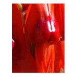 Sturt Desert Pea Flower Post Card