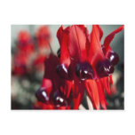 Sturt Desert Pea Postcard