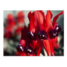 Sturt Desert Pea Postcard