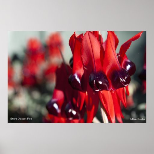Sturt Desert Pea Print