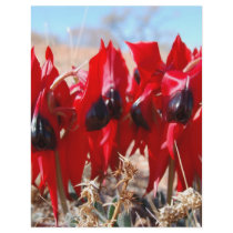 Sturt's Desert Pea Full Color Flyer