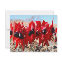 Sturt's Desert Pea invitations by doctorjo Sturt's Desert Pea invitations