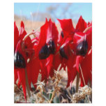 Sturt's Desert Pea Personalized Letterhead