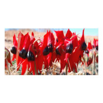 Sturt's Desert Pea photo cards by doctorjo Sturt's Desert Pea photo cards