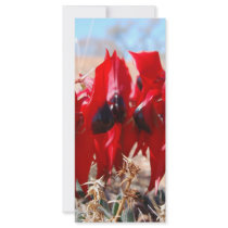 Sturt's Desert Pea rack cards by doctorjo Sturt's Desert Pea rack cards